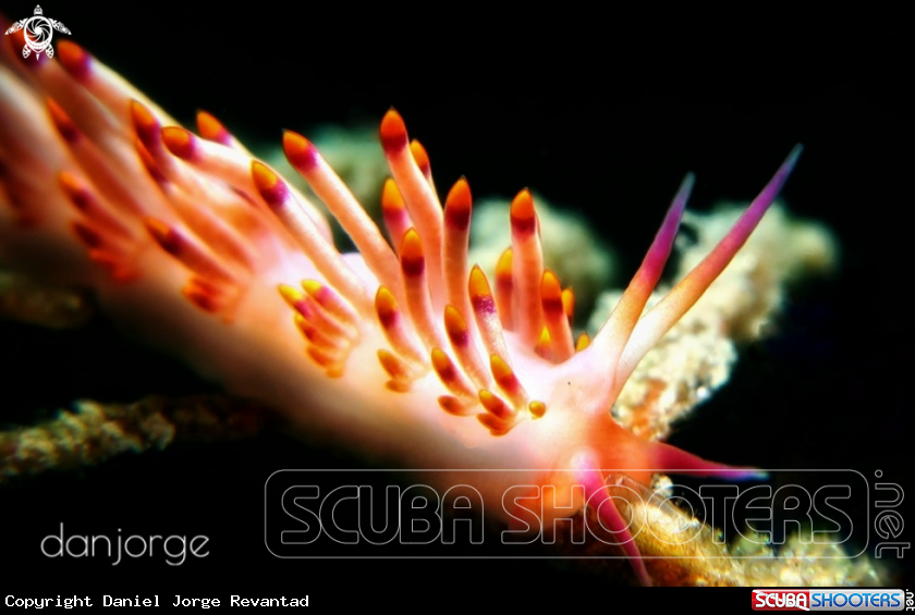 A Nudibranch