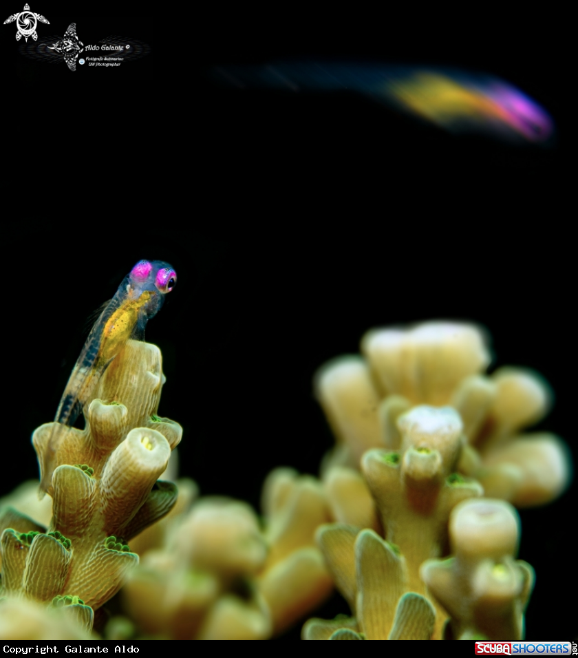 A Pink Eye Goby