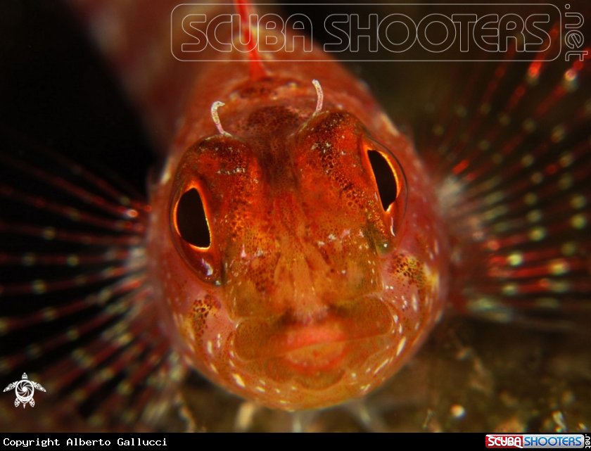 A underwater creature