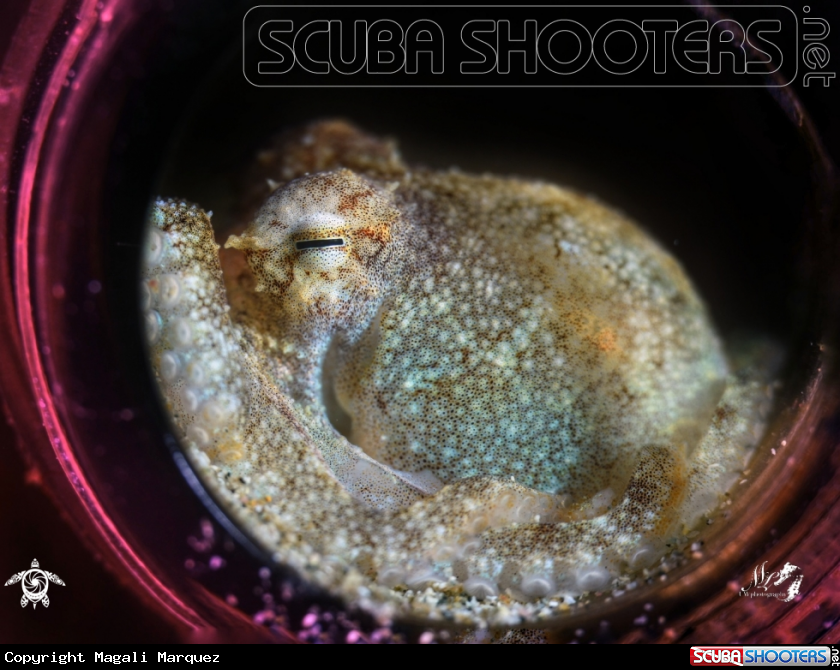 A Octopus 