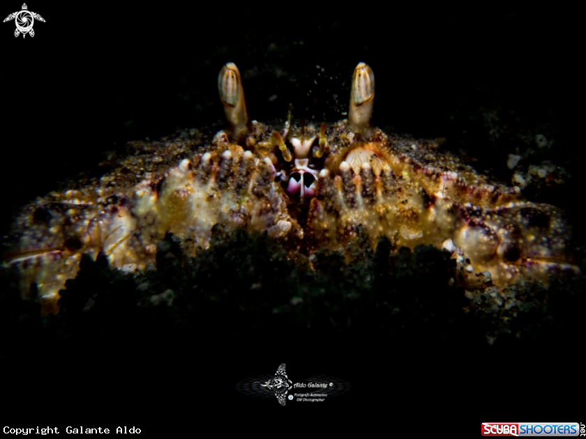 A Crab
