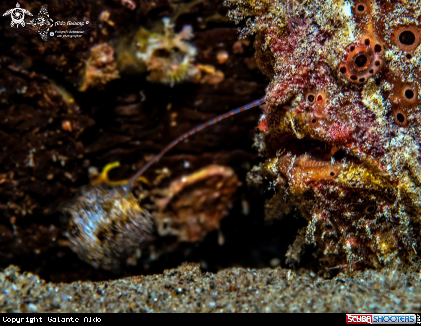 A Frogfish