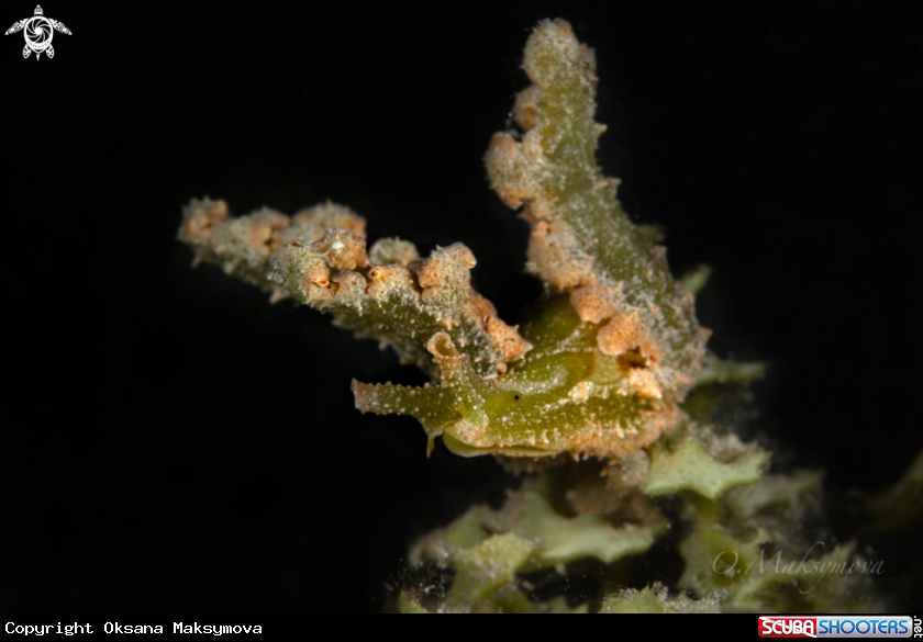 A Lobiger sp. 