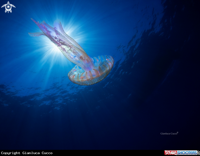 A  purple-striped jelly
