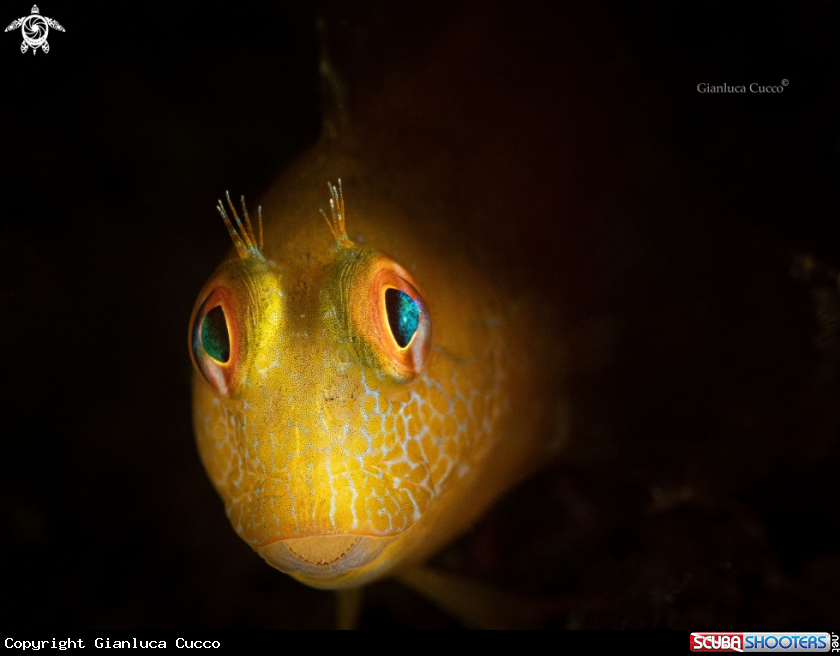 A ringneck blenny, Bavosa africana (Parablennius pilicornis)