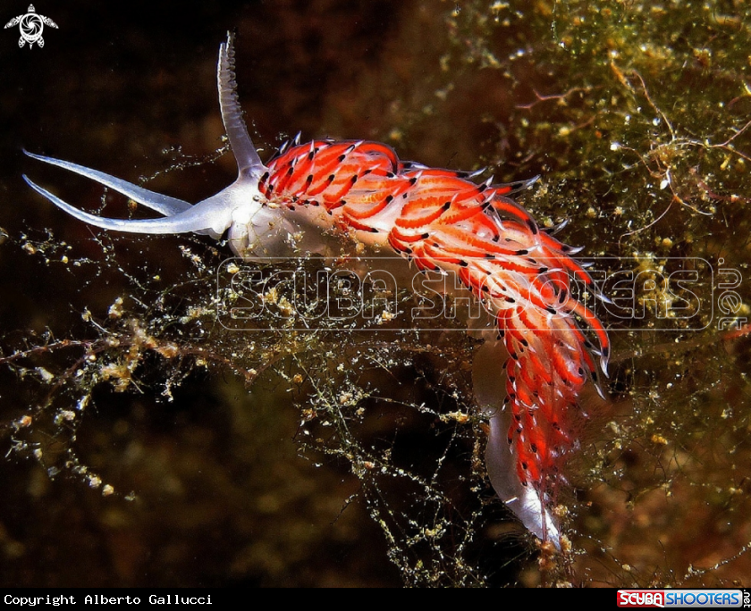 A underwater creature