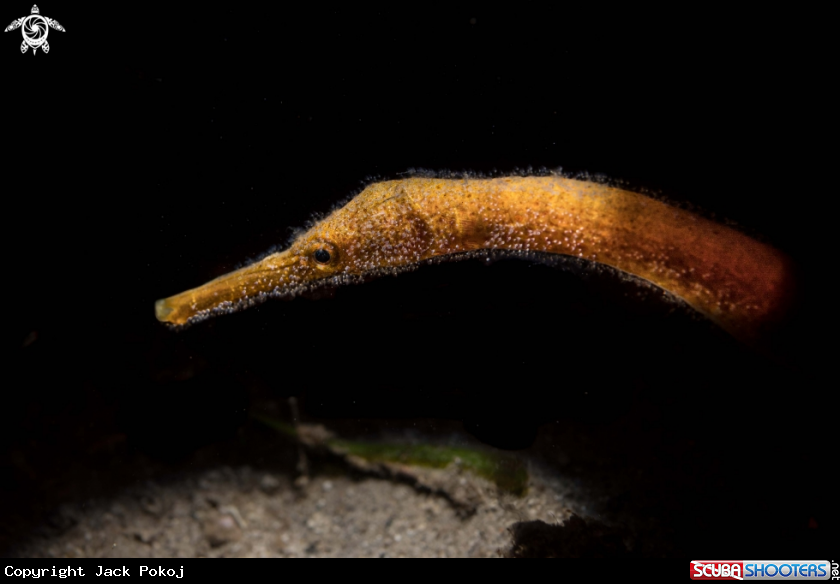 A Pipefish