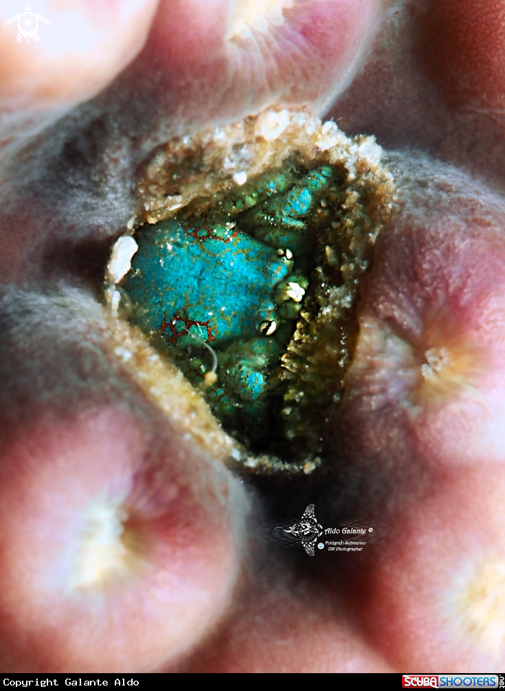 A Coral Gall Crab