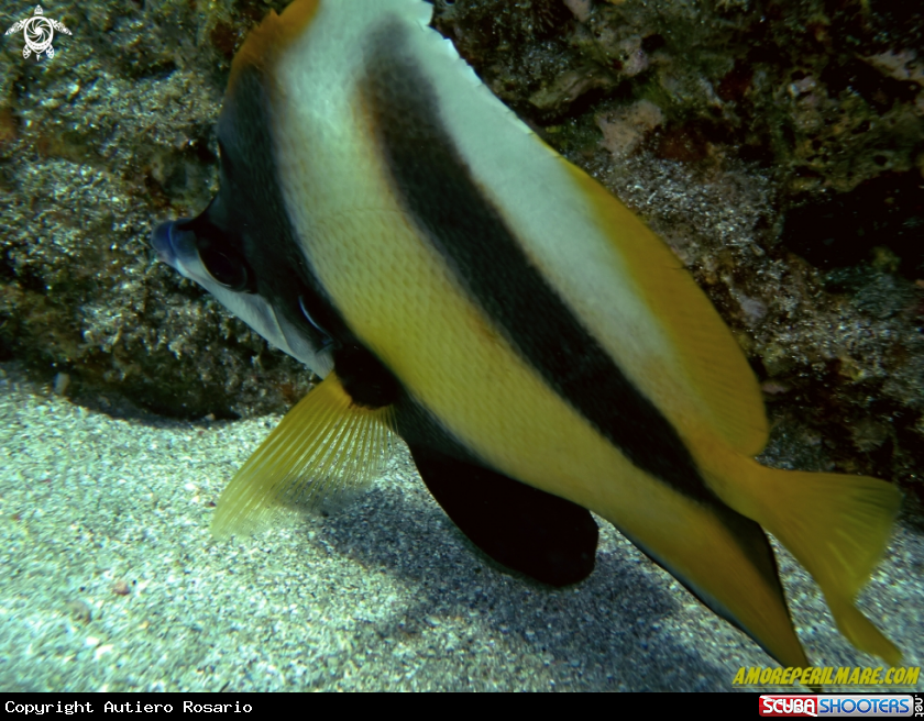A Heniochus intermedius