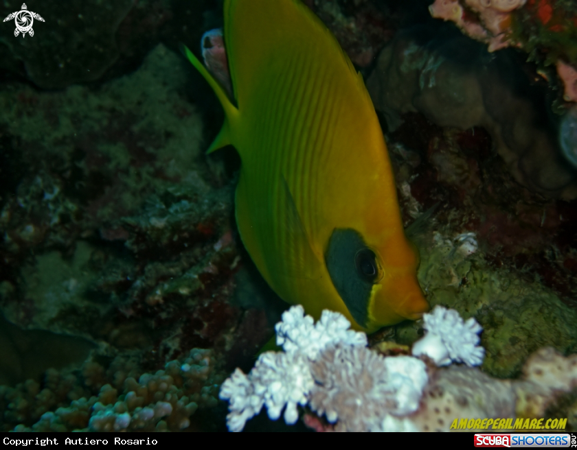 A Chaetodon semilarvatus