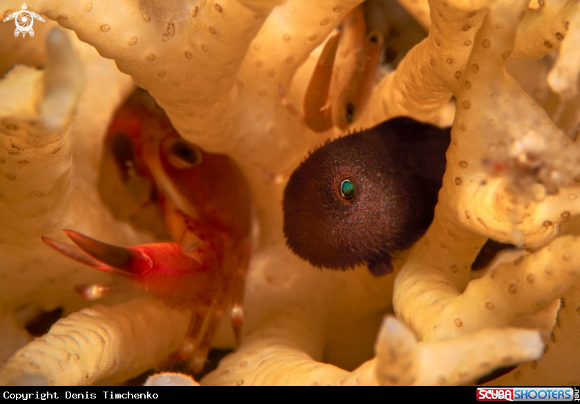 A GOBY