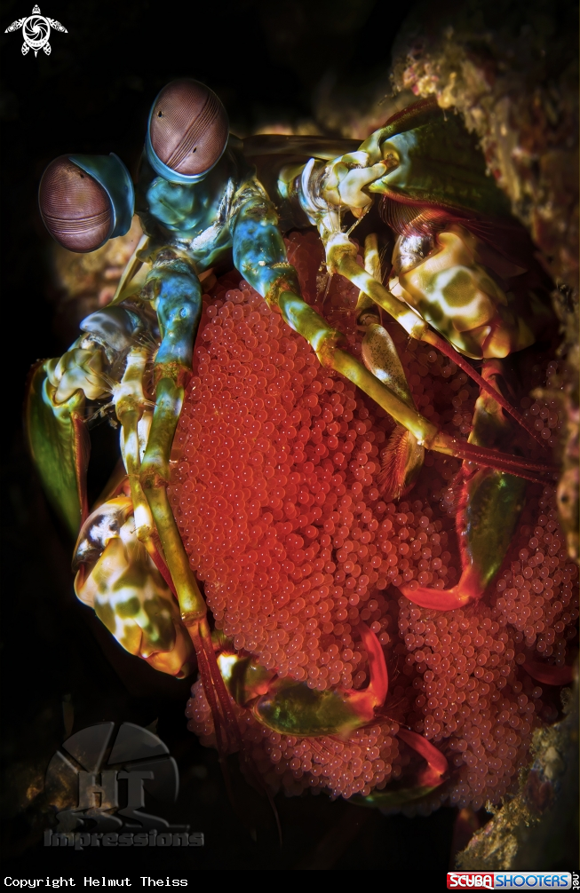 A Peacock mantis shrimp
