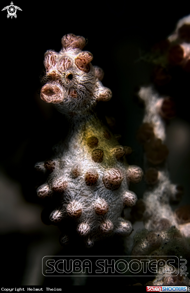 A Bargibanti pigmy seahorse