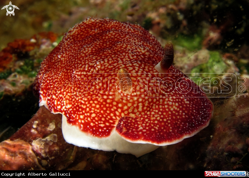 A underwater creature