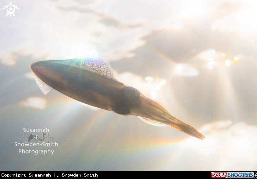A Caribbean reef squid 