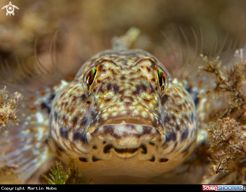 A Anemone Goby
