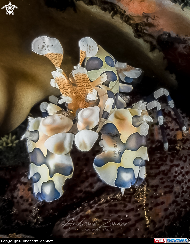 A Harlequin shrimp