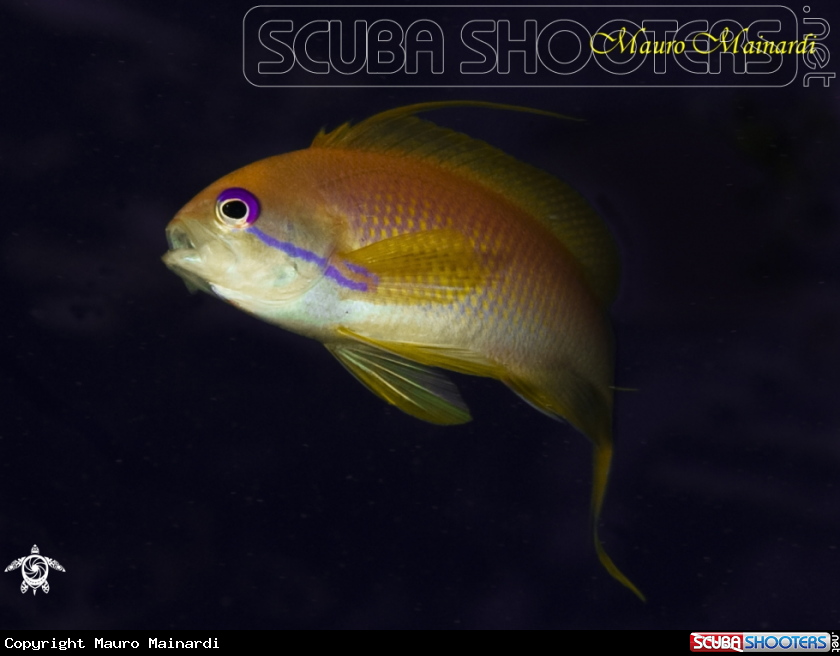 A Anthias 