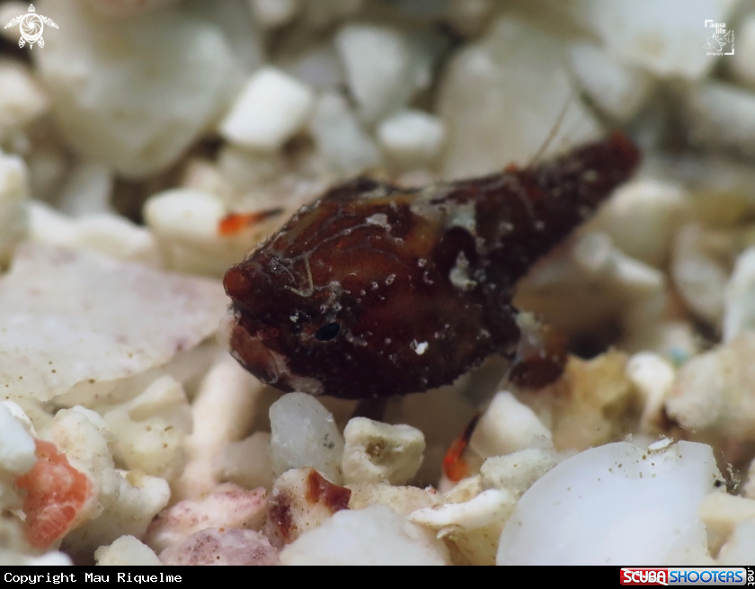 A Shortnose Batfish