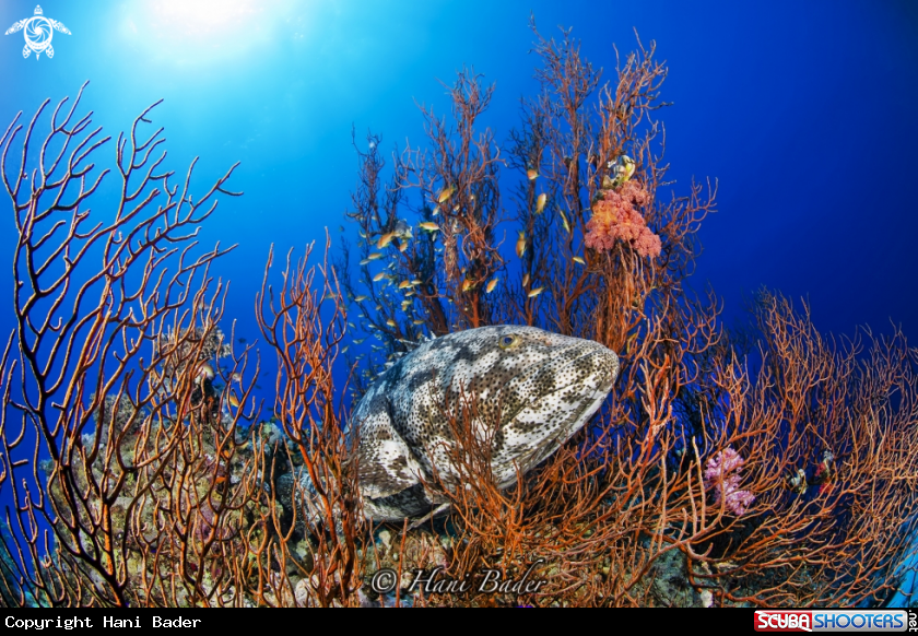 A grouper