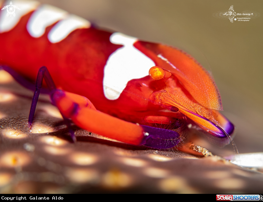 A Emperor Shrimp