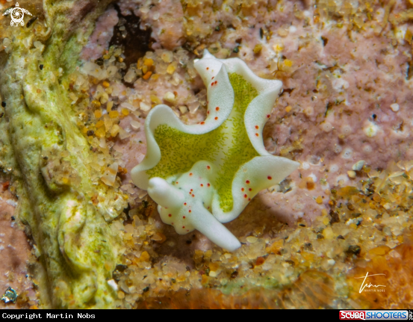 A Elysia timida