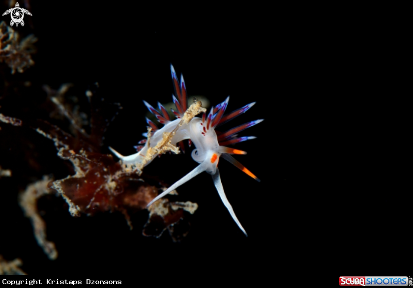 A Cratena peregrina nudibranch