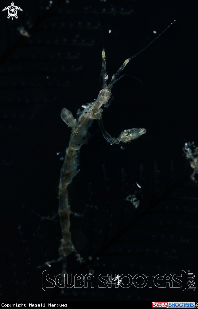A Skeleton Shrimp 