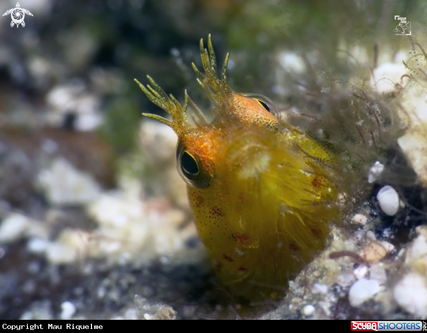 A Roughhead Blenny