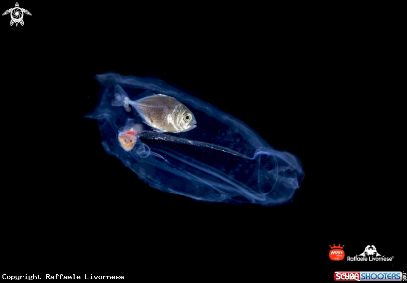 A fish in the jelly