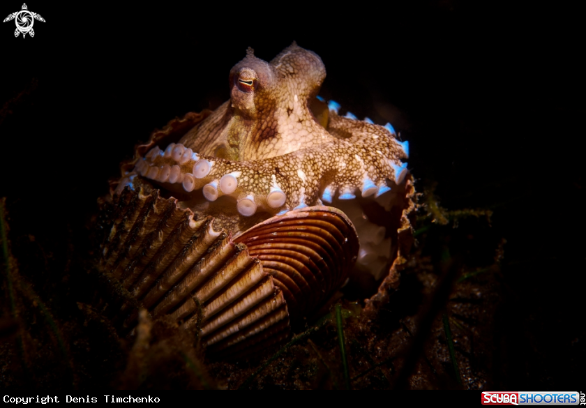 A OCTOPUS
