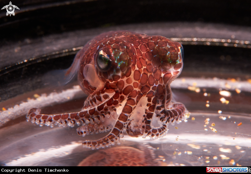 A Cuttlefishes