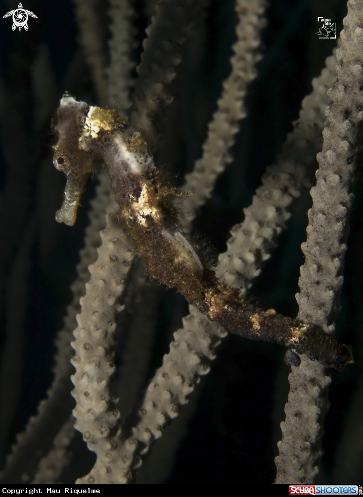 A Longsnout Seahorse