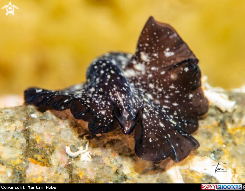 A Pseudoceros maximus