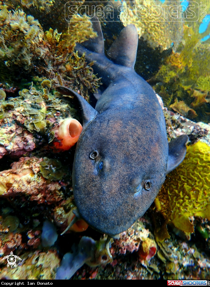A Blind shark