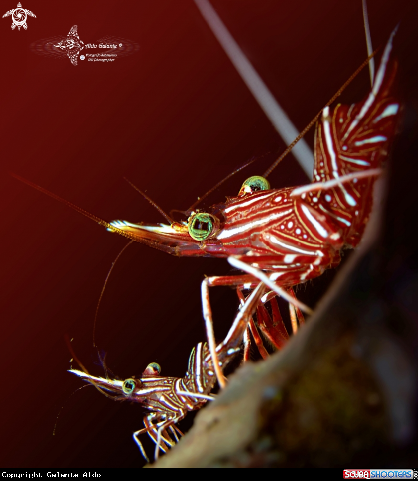 A Camel Shrimp