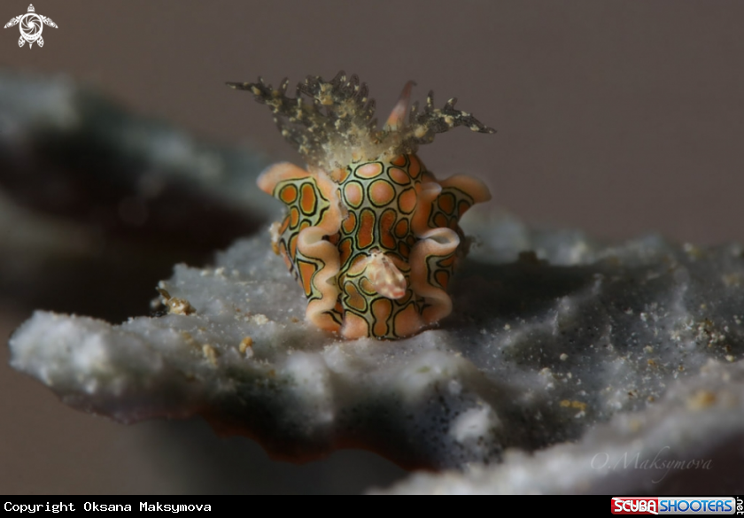 A Psychedelic batwing slug (Sagaminopteron psychedelicum) 