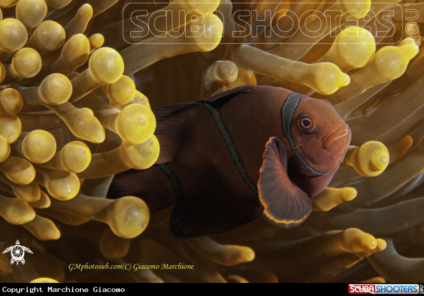 A Clown fish