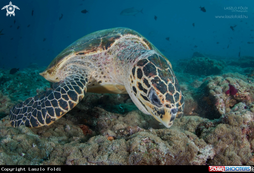 A Turtle 