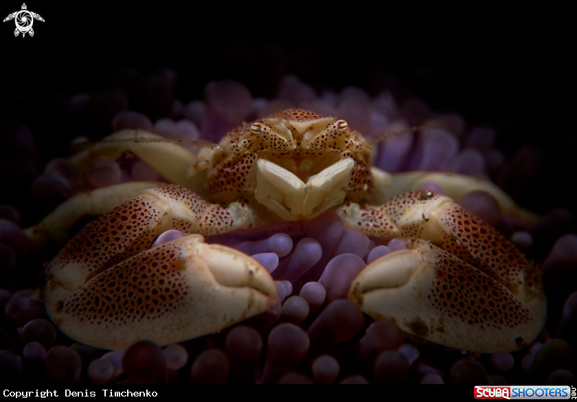 A CRAB