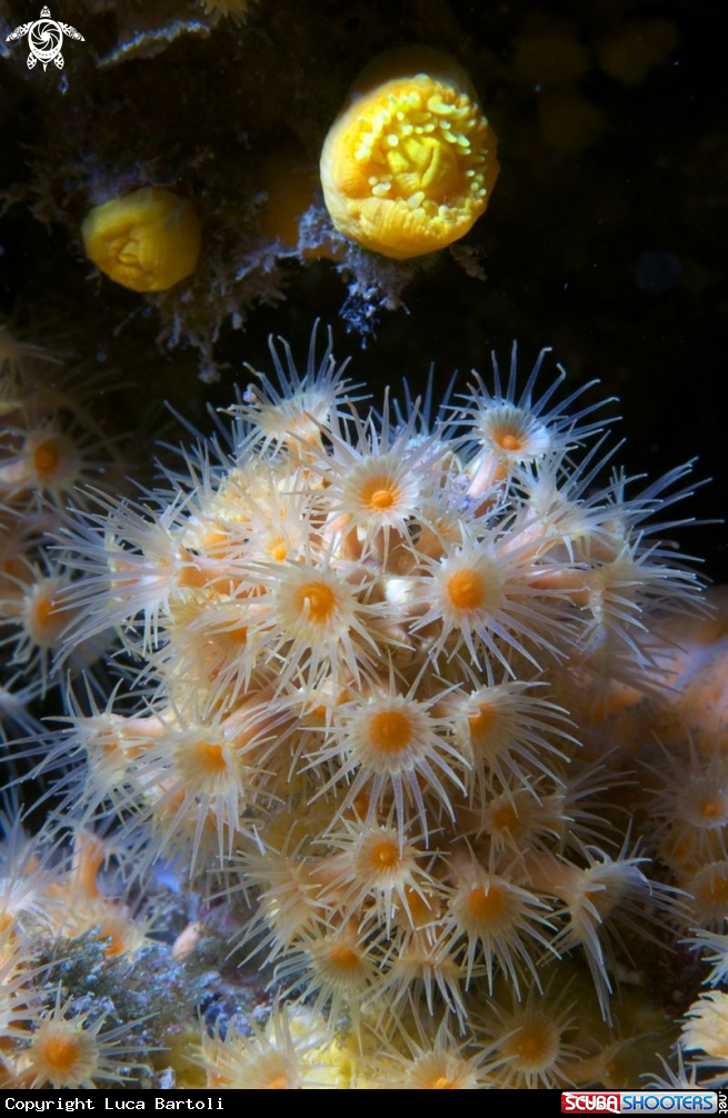 A underwater creature
