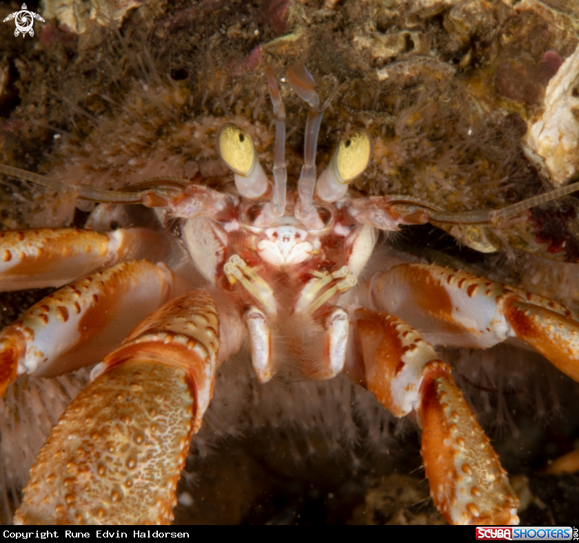 A Hermit crab