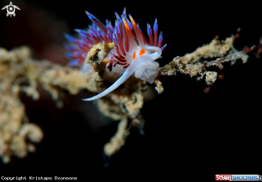 A Cratena peregrina nudibranch