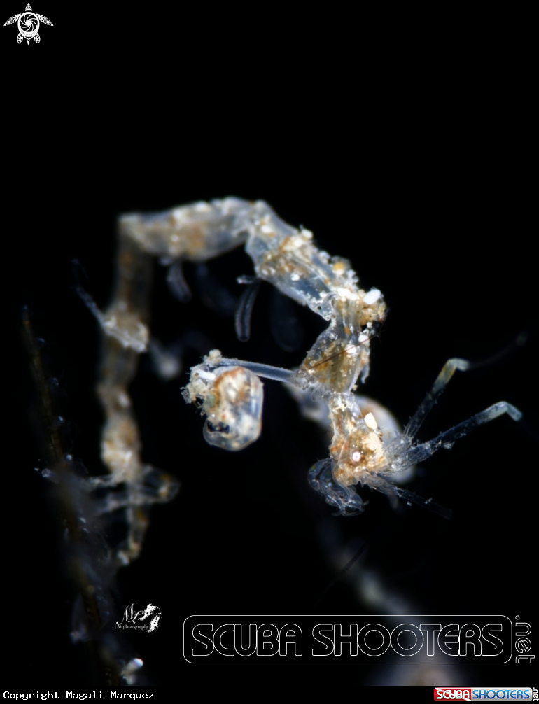 A Skeleton Shrimp 