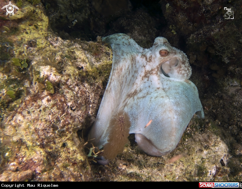 A Caribbean Reef Octopus