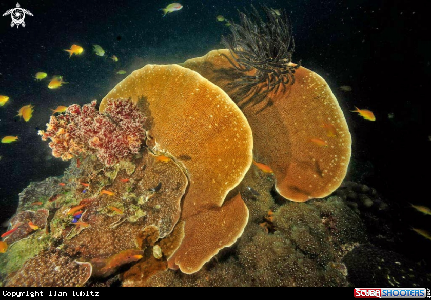 A stony coral
