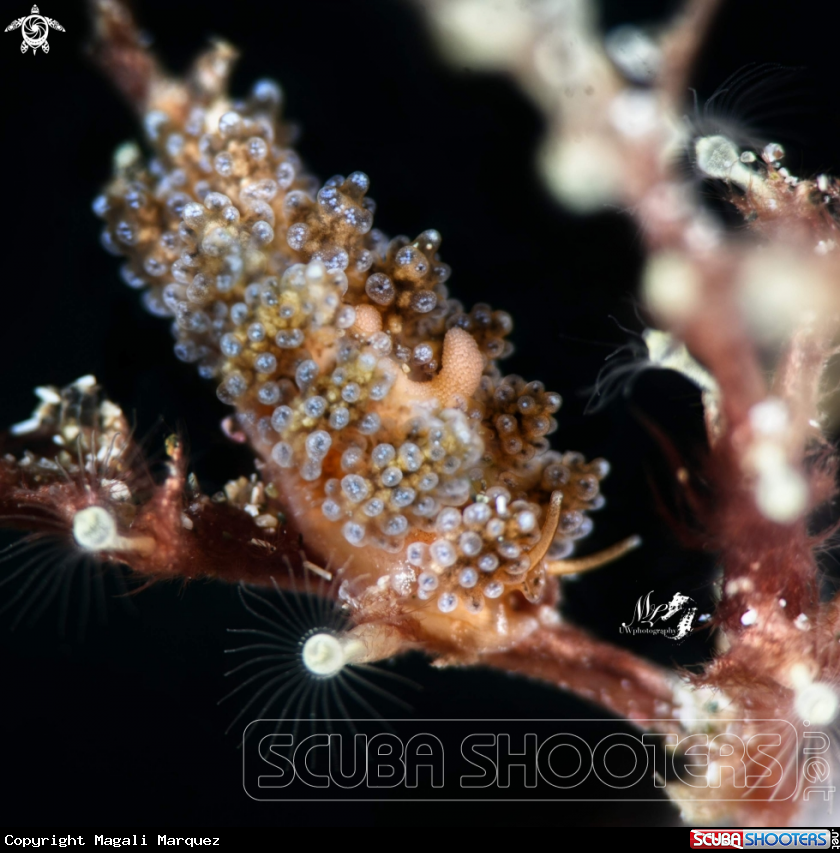 A Doto sp nudibranch 