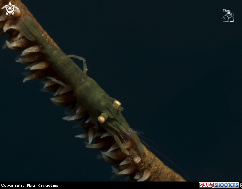 A Wire Coral Shrimp