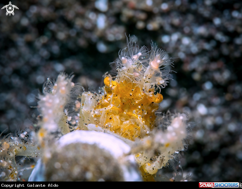 A Spiny Spider Crab