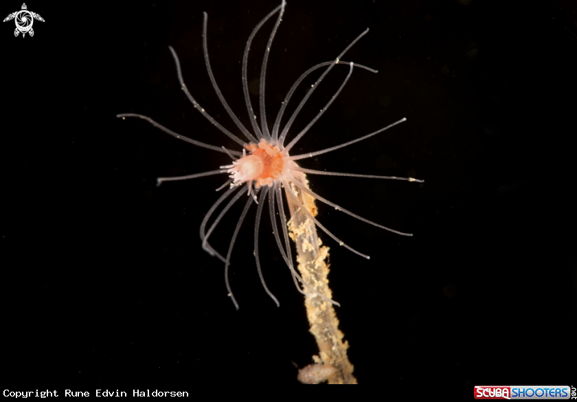 A Tubularia indivisa